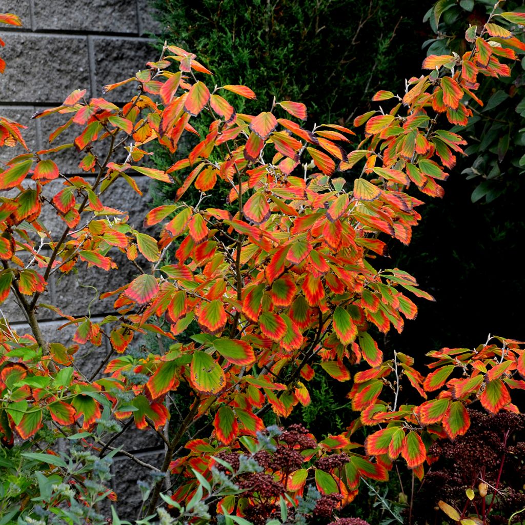 Hamamelis virginiana - Noisetier de sorcière de Virginie 