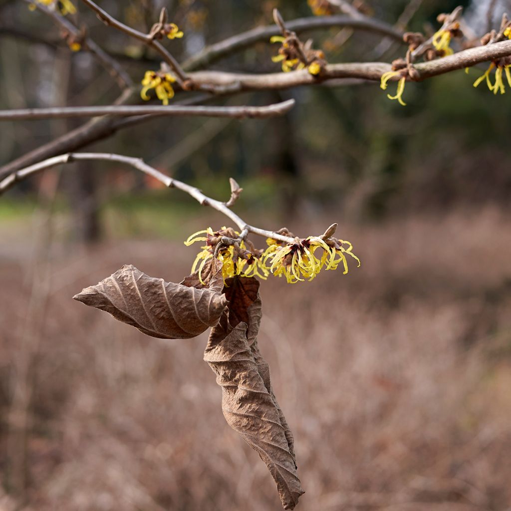 Hamamelis virginiana - Noisetier de sorcière de Virginie 