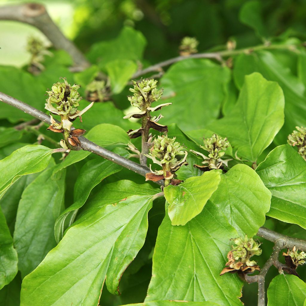 Hamamelis virginiana - Noisetier de sorcière de Virginie 