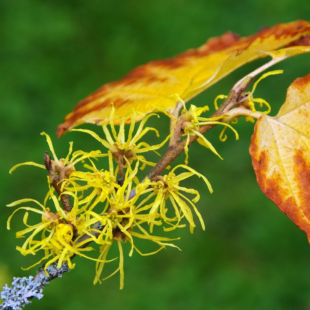 Hamamelis virginiana - Noisetier de sorcière de Virginie 