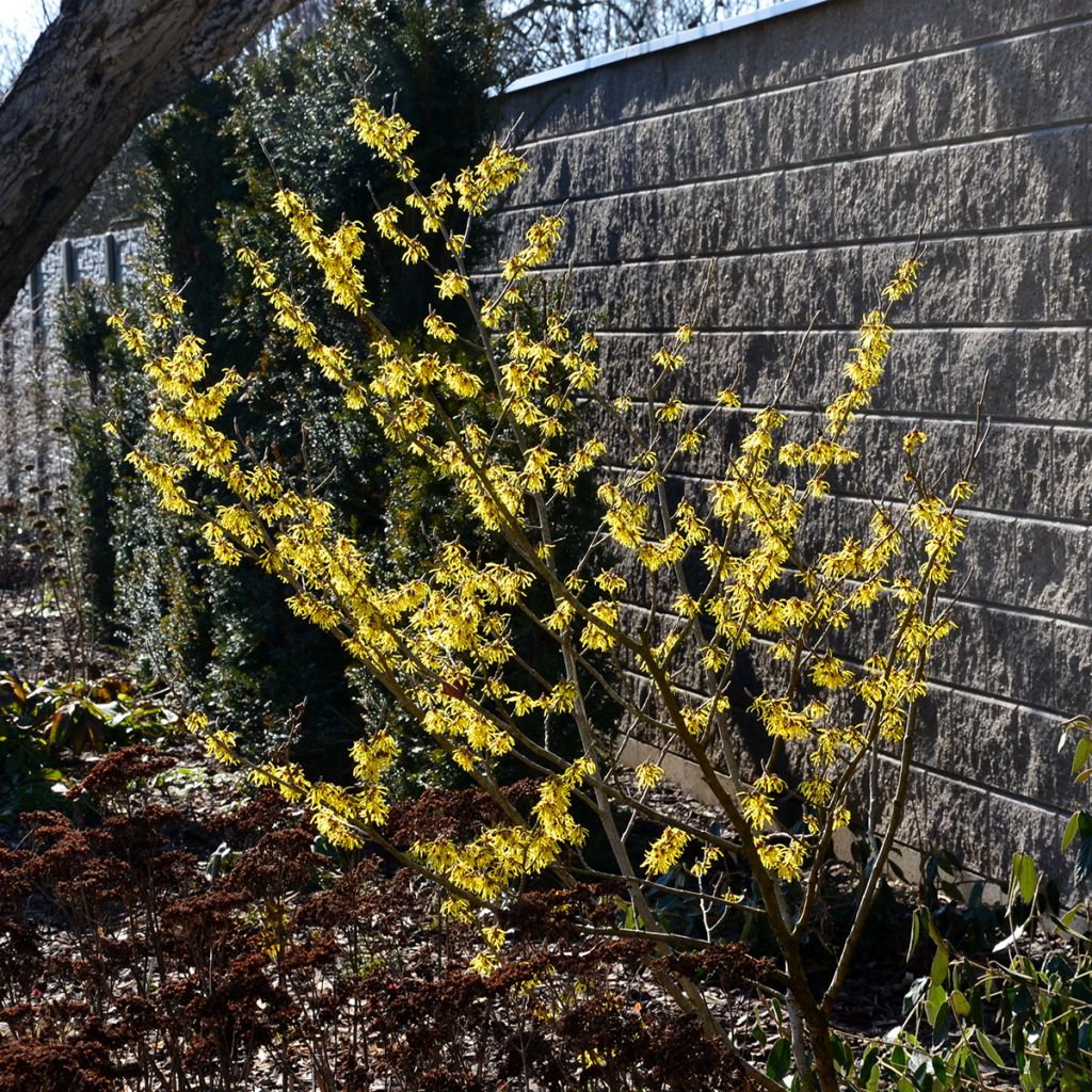 Hamamelis virginiana - Noisetier de sorcière de Virginie 