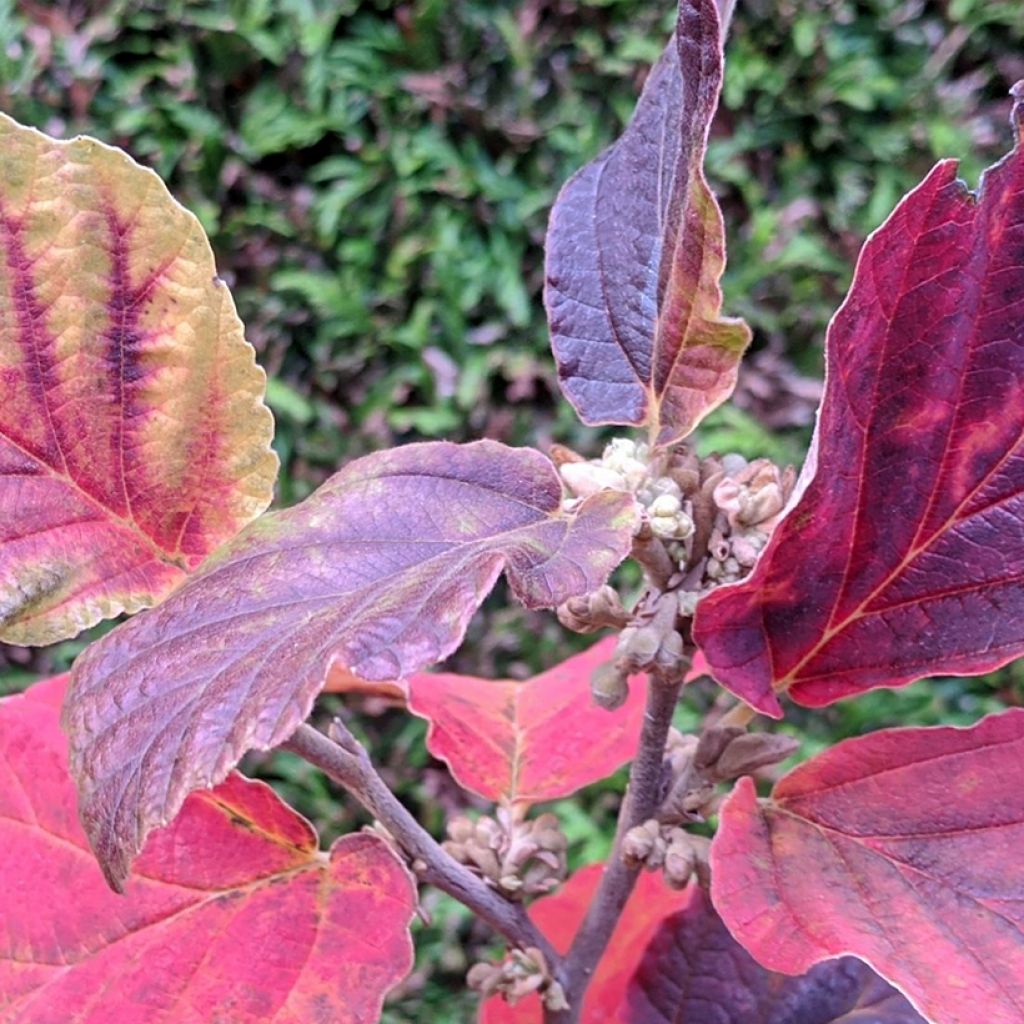 Hamamelis (x) intermedia Yamina - Noisetier de sorcière