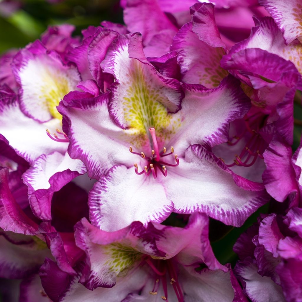 Rhododendron Happydendron® Pushy Purple