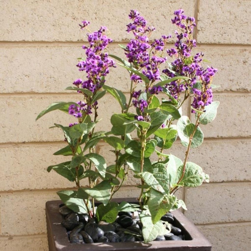 Hardenbergia violacea Regent