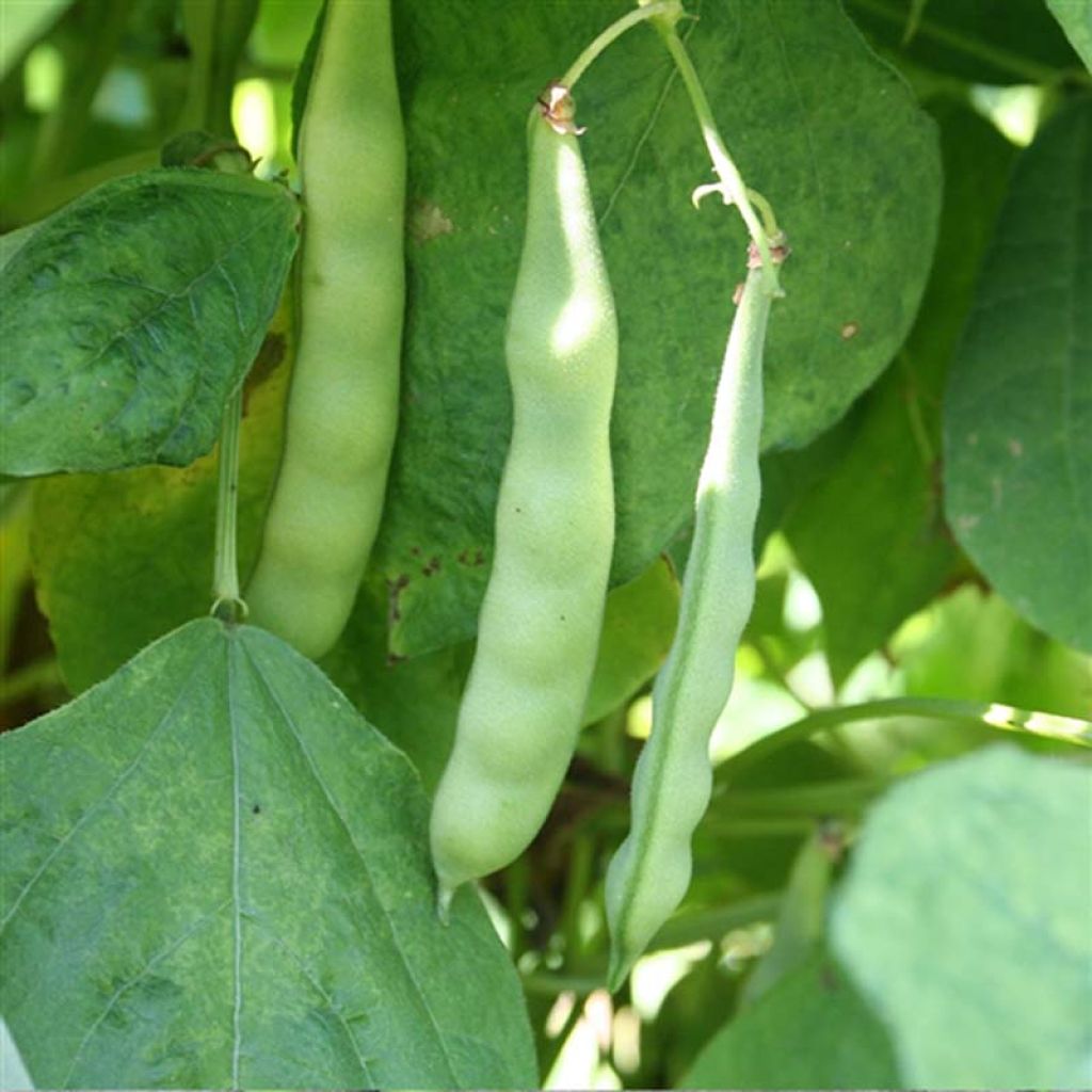 Haricot Marconi a Grano Bianco bio (mangetout à rames) - Ferme de Sainte Marthe