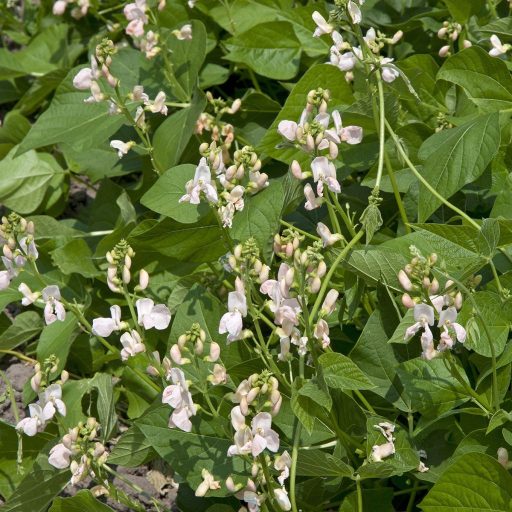 Haricot d'Espagne ramant Sunset - Haricot-fleur