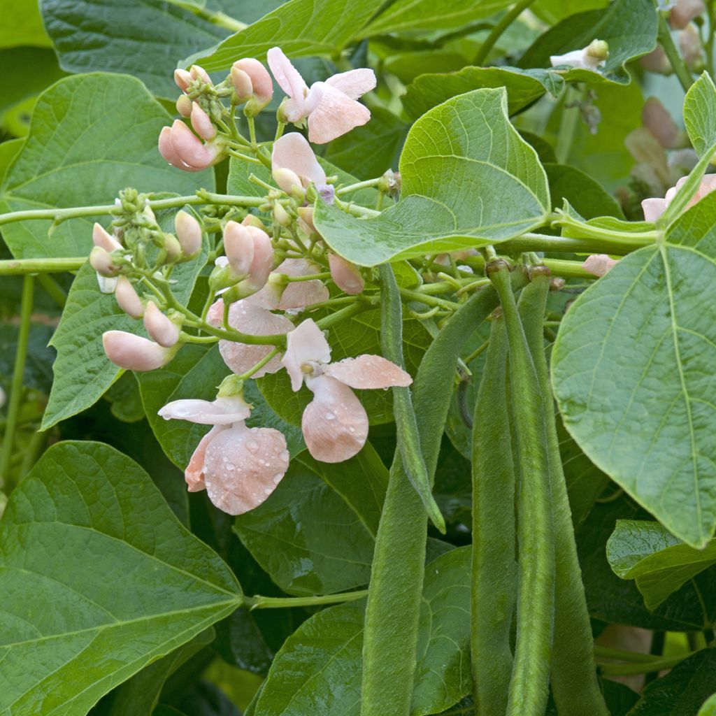 Haricot d'Espagne ramant Sunset - Haricot-fleur