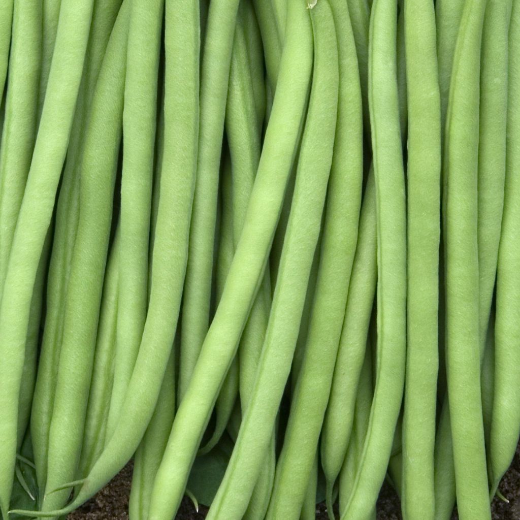 Haricot nain mangetout Prélude