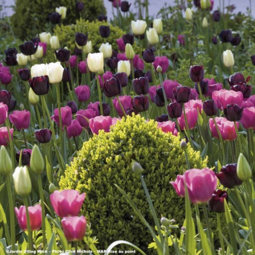 Harmonie de tulipes Clair Obscur
