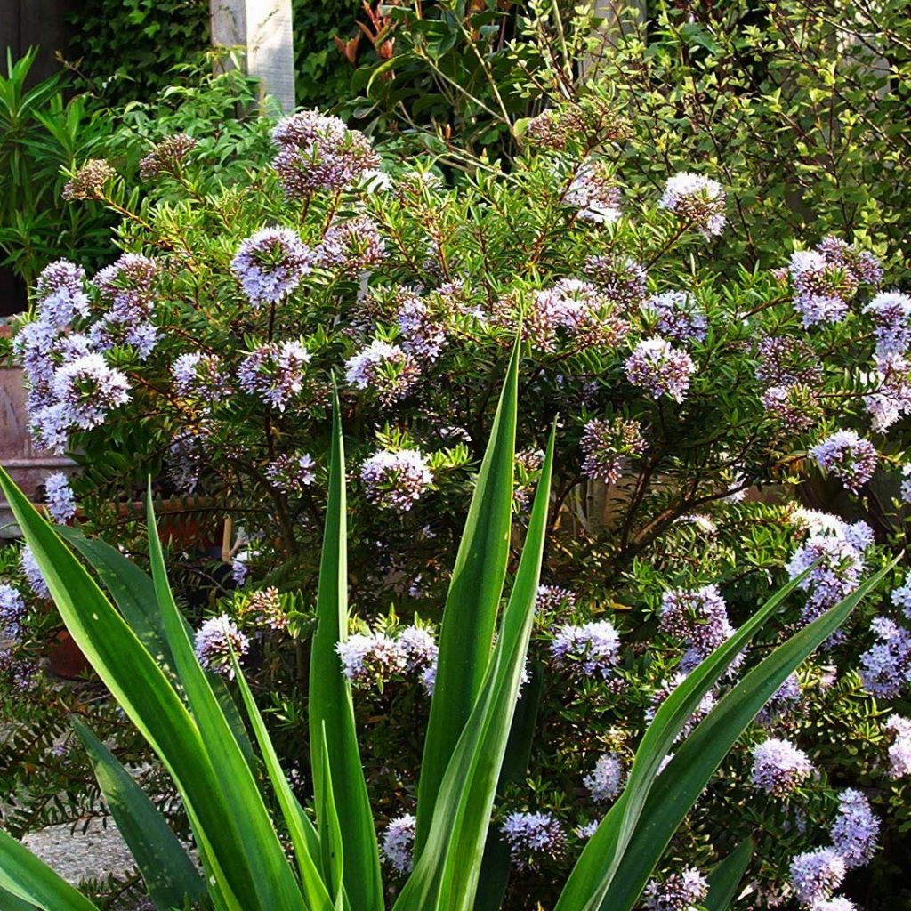 Hebe diosmifolia - Véronique arbustive.