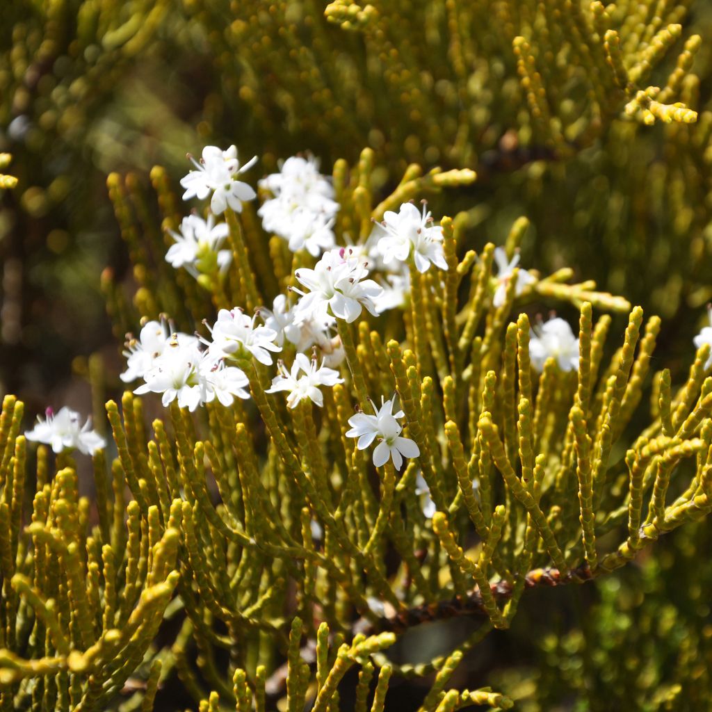 Hebe ochracea - Véronique arbustive