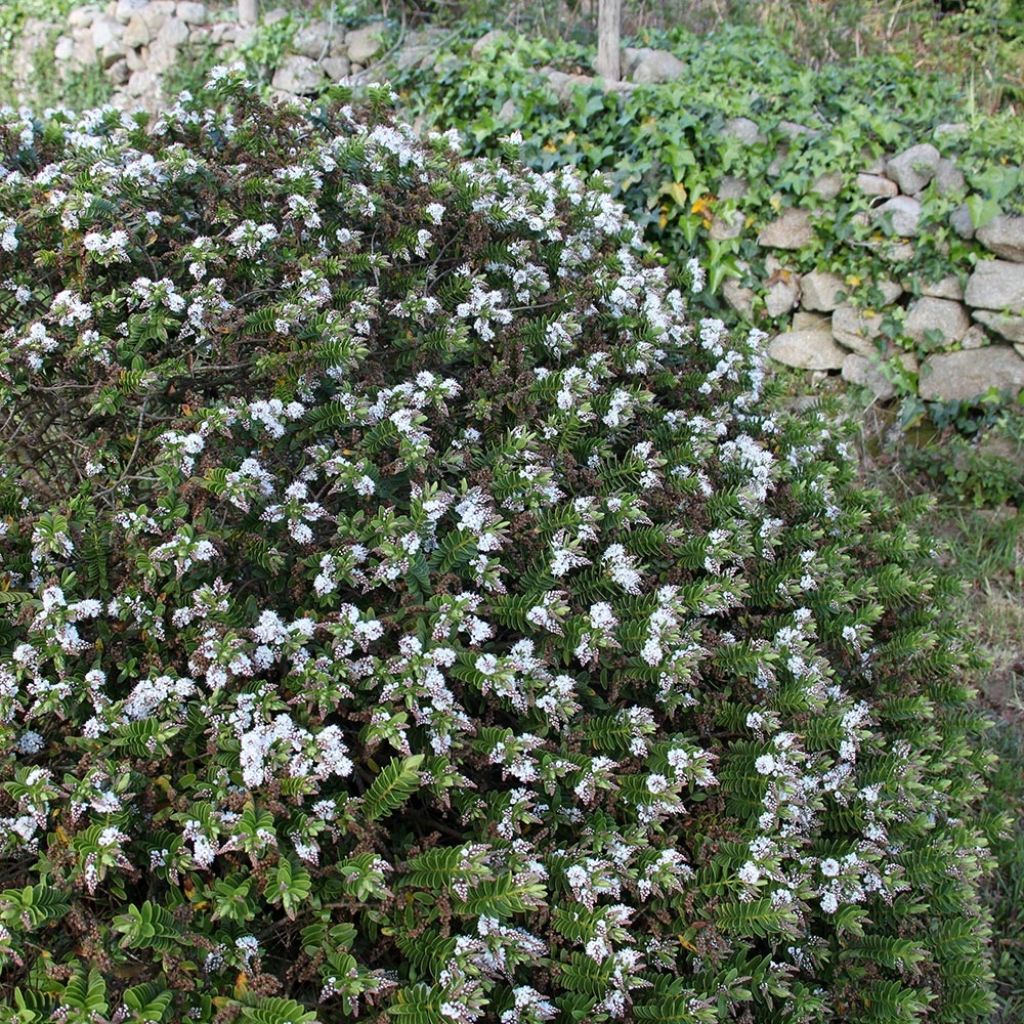 Hebe rakaiensis - Véronique arbustive