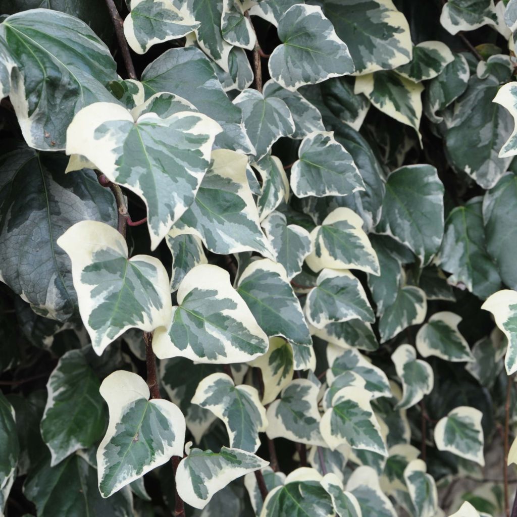 Lierre - Hedera algeriensis Gloire de Marengo