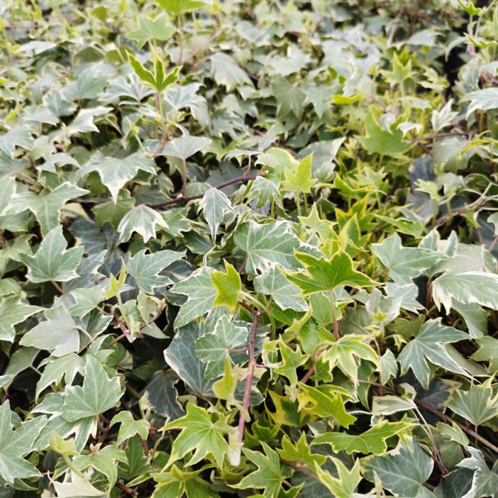 Lierre d'ornement - Hedera helix Yellow Ripple 'Golden Starlight'