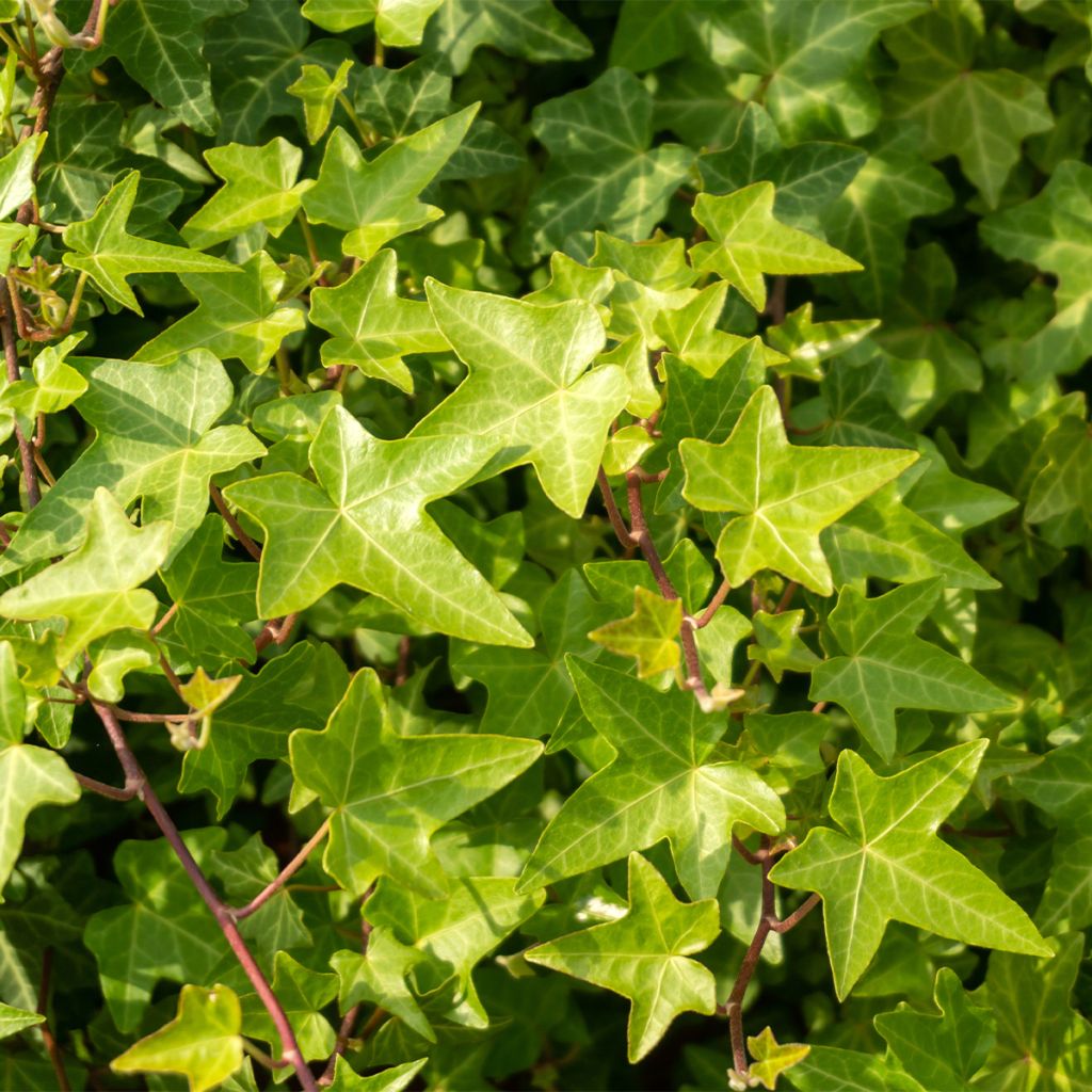 Lierre commun nain - Hedera helix Shamrock