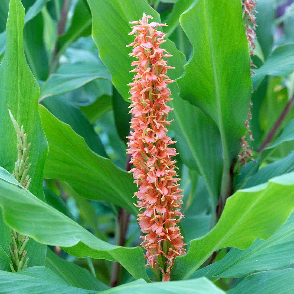 Hedychium densiflorum Assam Orange - Gingembre d'ornement  