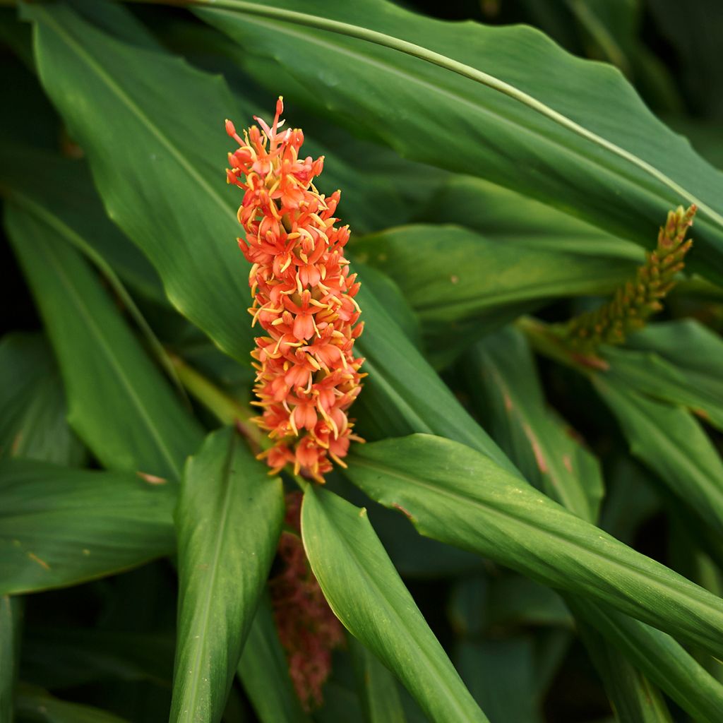 Hedychium densiflorum - Longose