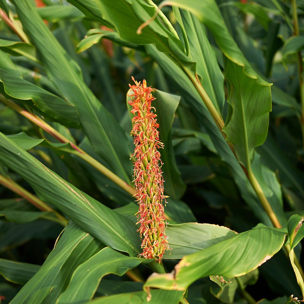 Hedychium densiflorum - Longose