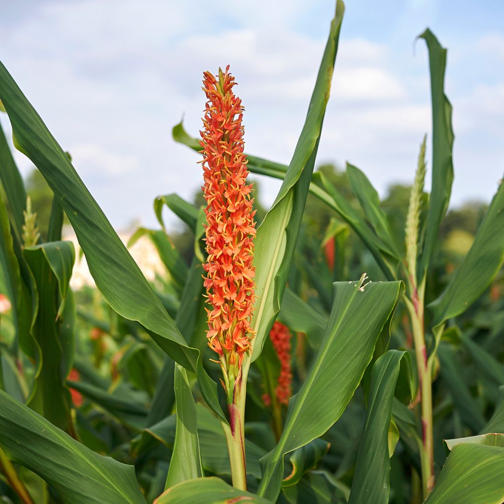 Hedychium densiflorum - Longose