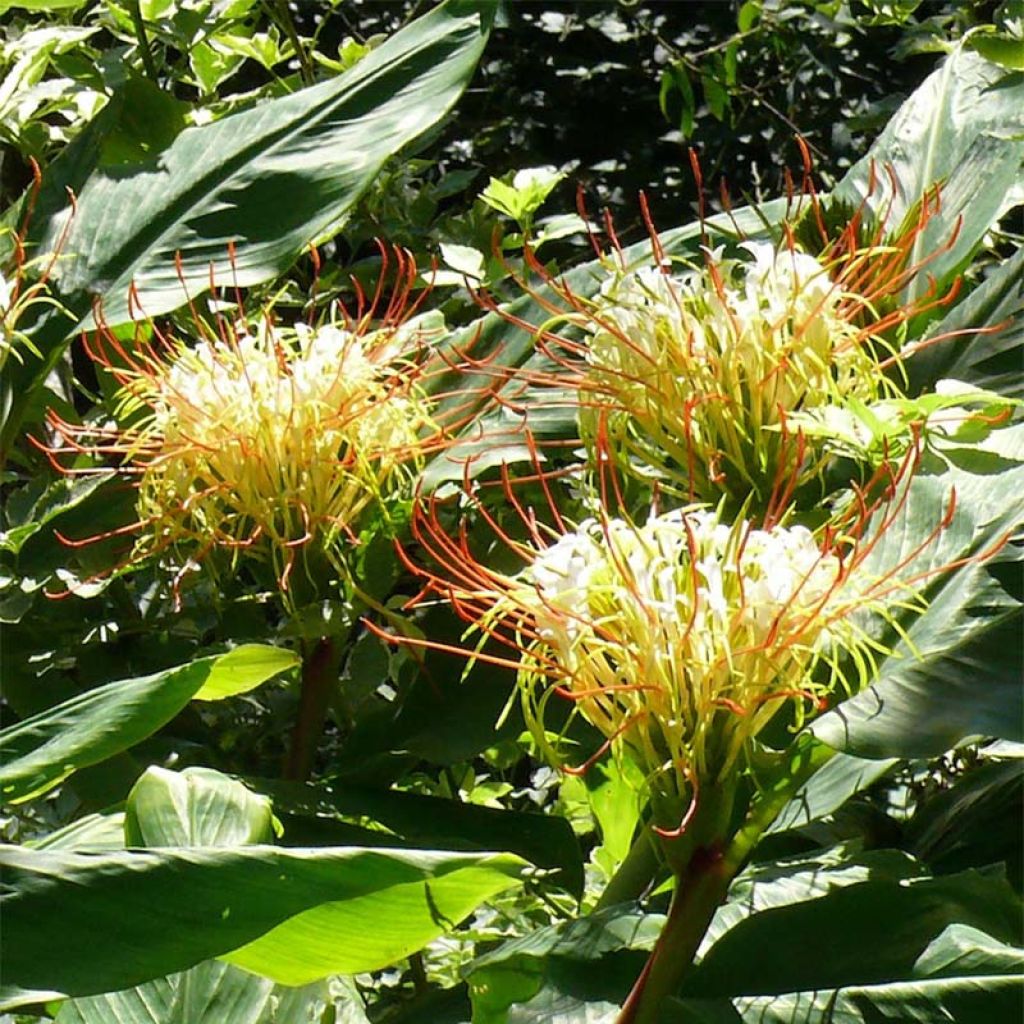 Hedychium ellipticum - Longose