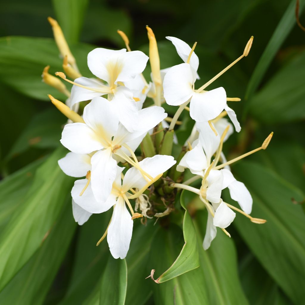 Hedychium maximum