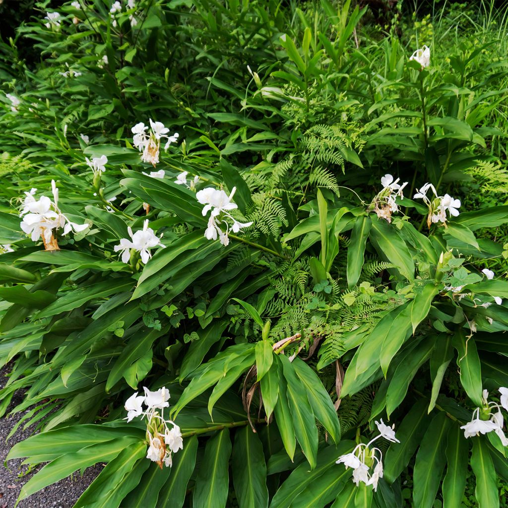 Hedychium maximum