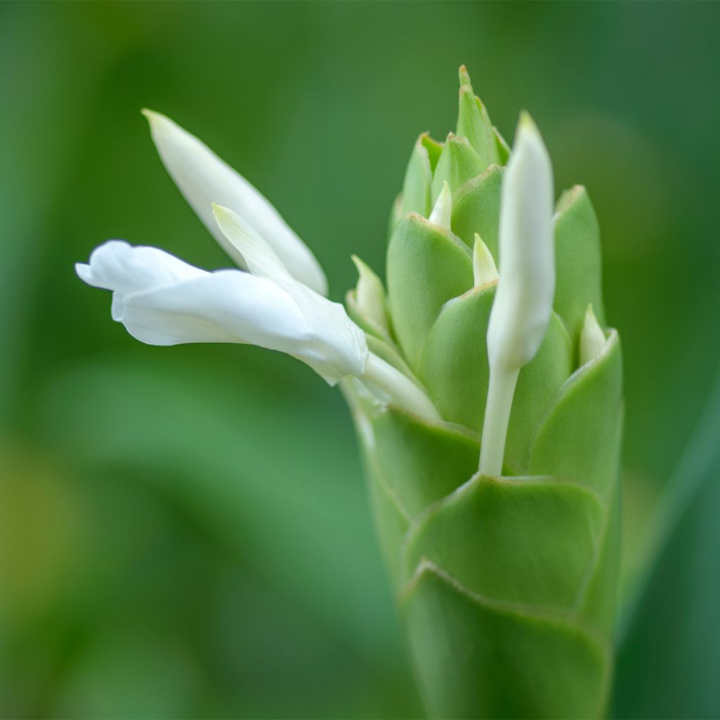 Hedychium maximum