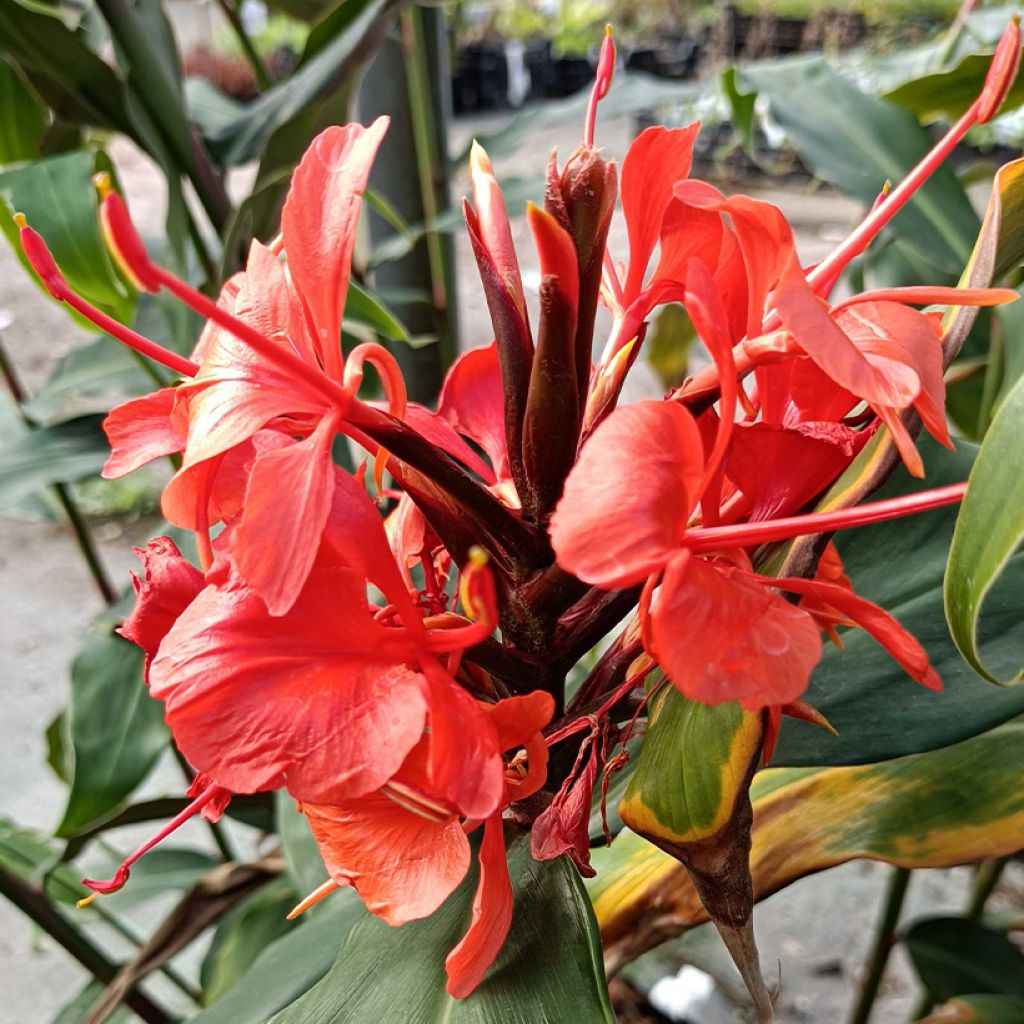 Gingembre d'ornement - Hedychium gardnerianum - Le Jardin du Pic Vert