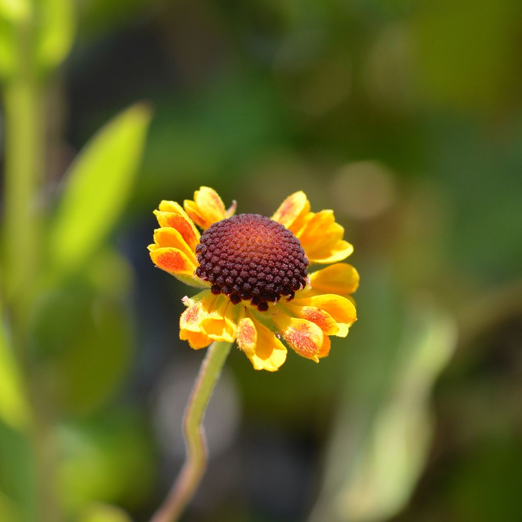 Helenium El Dorado - Hélénie