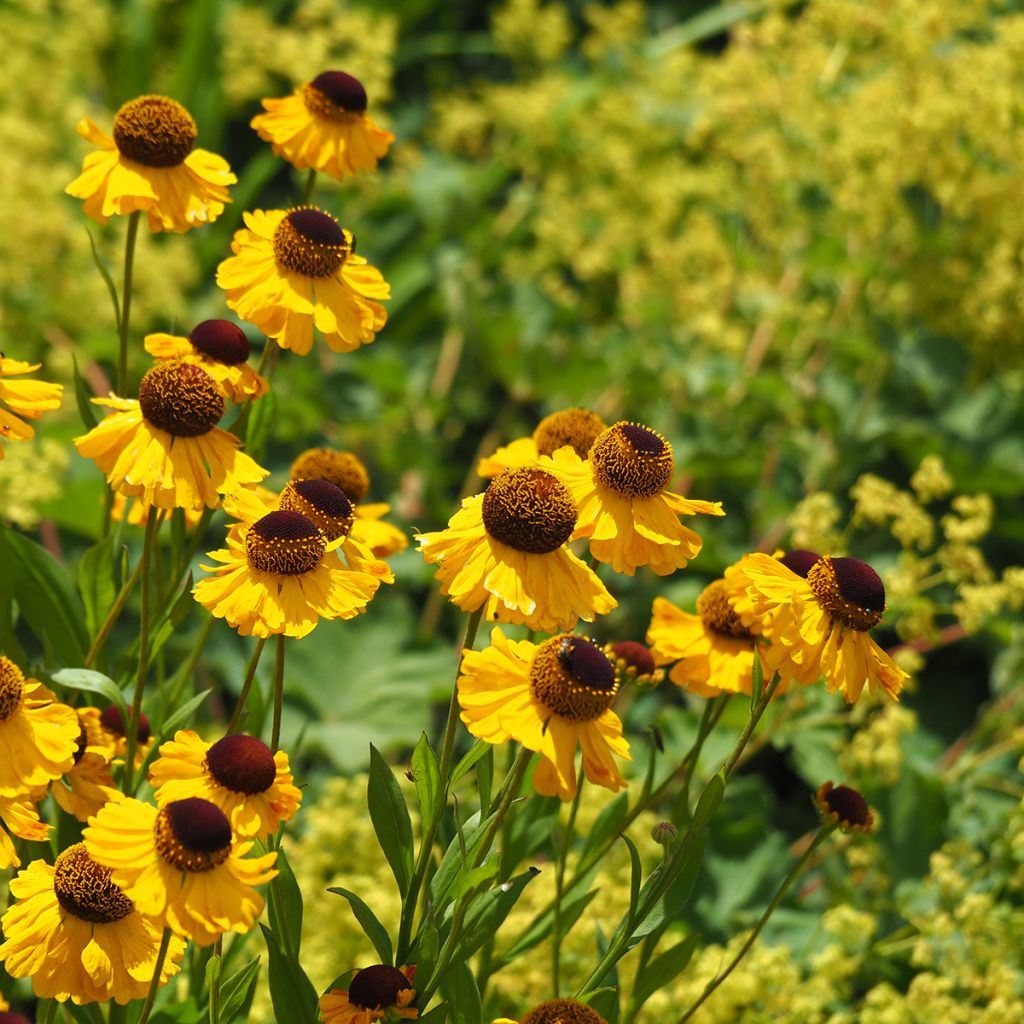 Helenium El Dorado - Hélénie