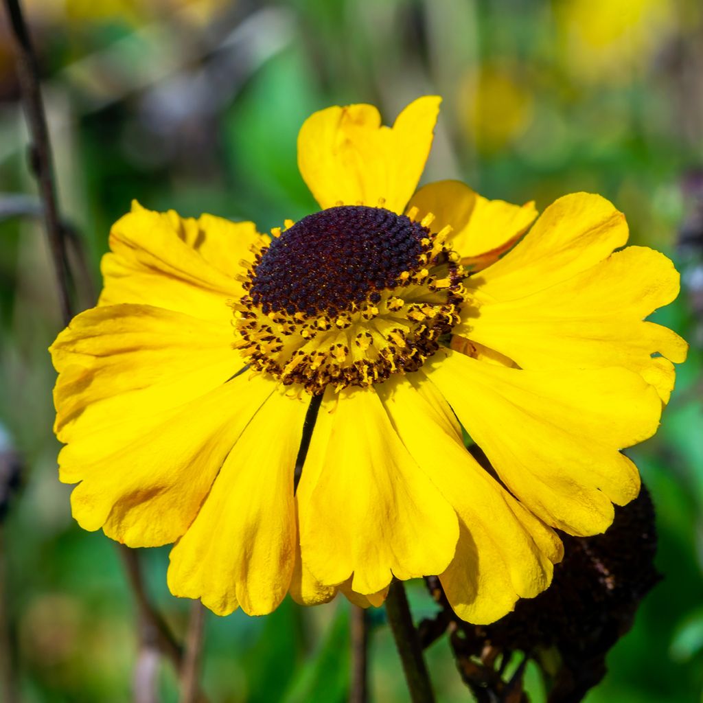 Helenium El Dorado - Hélénie