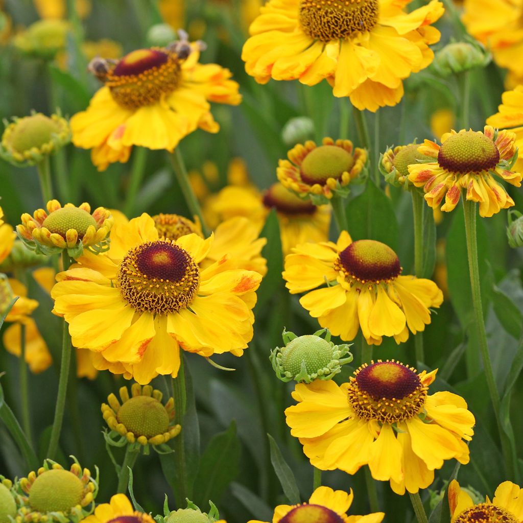 Helenium El Dorado - Hélénie