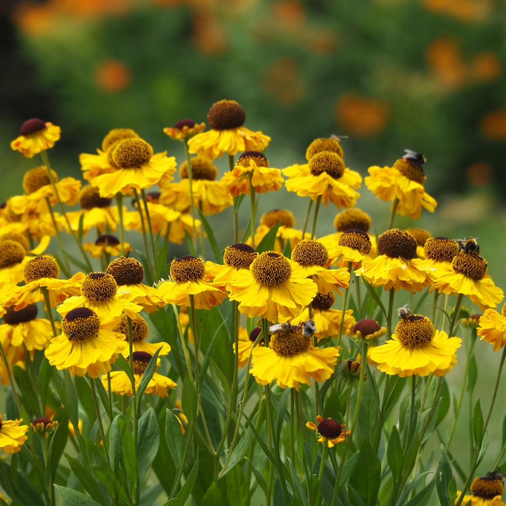 Helenium El Dorado - Hélénie