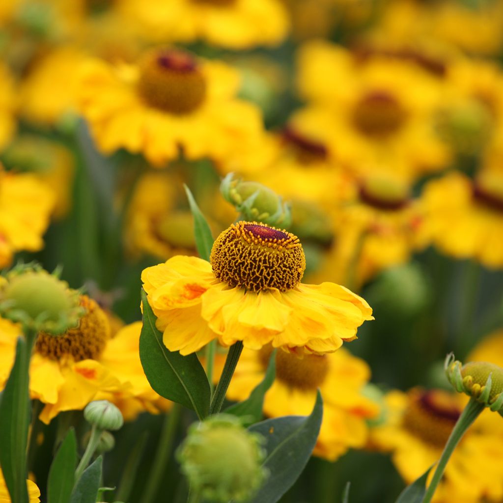 Helenium El Dorado - Hélénie