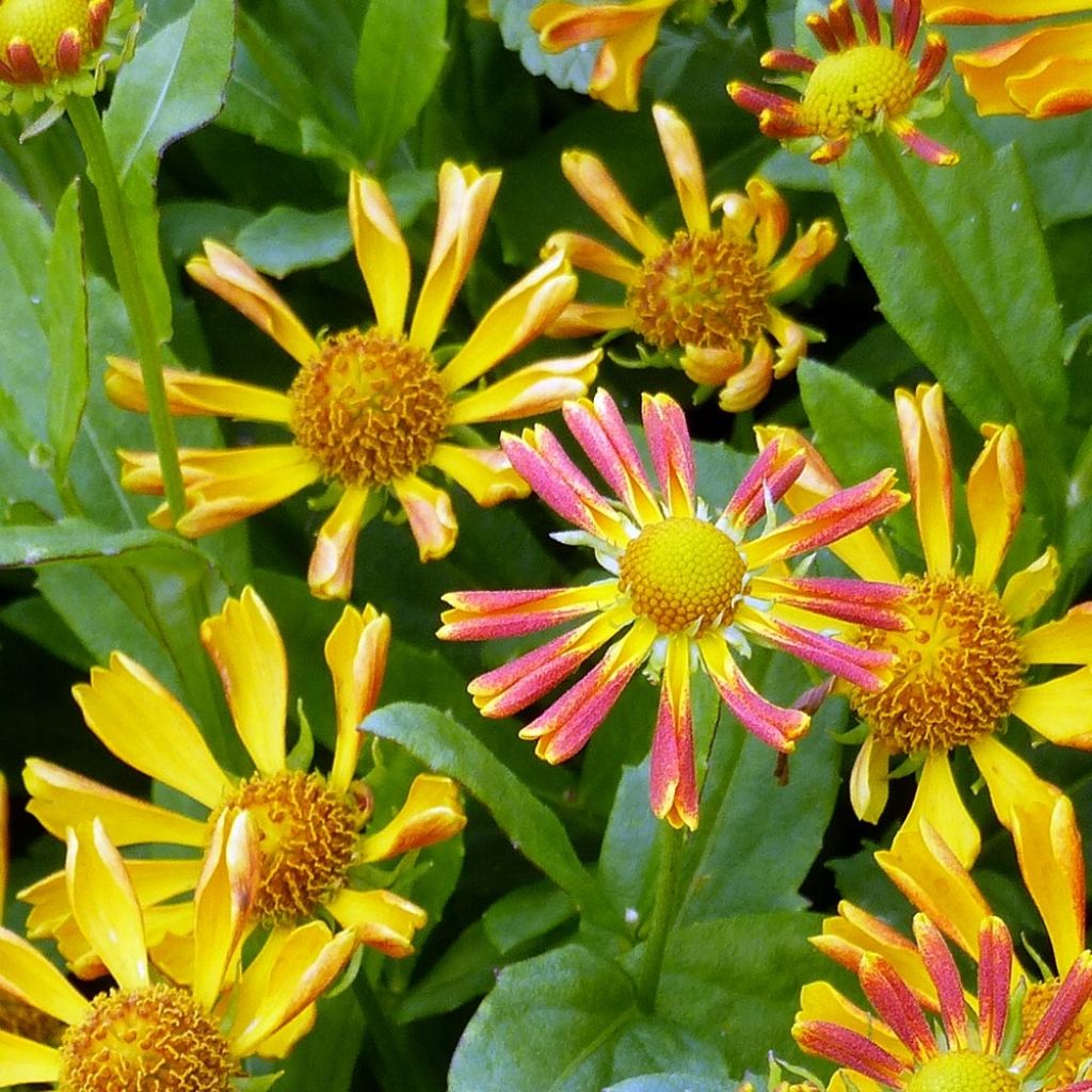 Helenium Fancy Fan - Hélénie d'automne