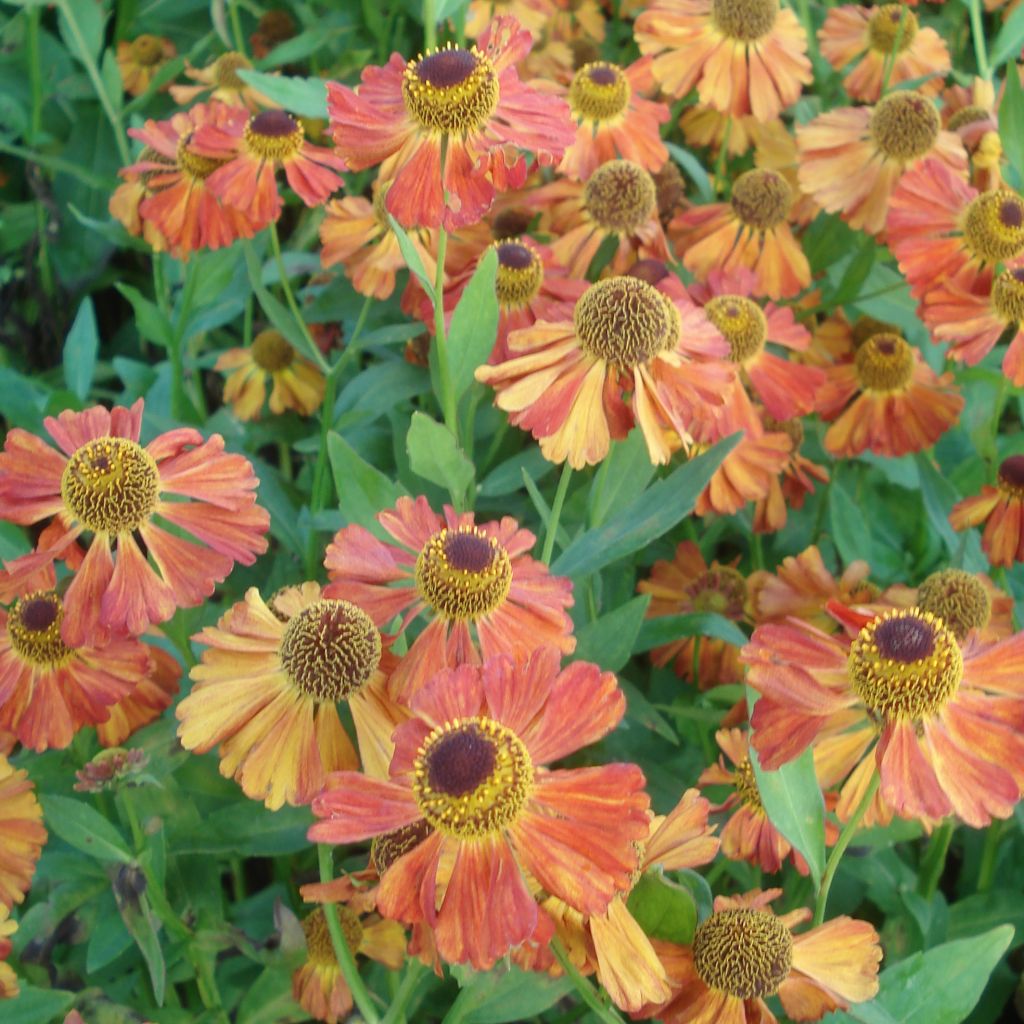 Helenium Flammenspiel - Hélénie orange feu