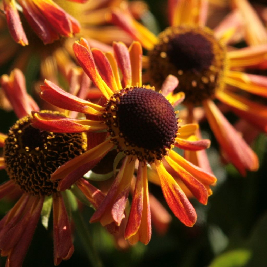 Helenium Loysder Wieck - Hélénie jaune à revers rouge-brun