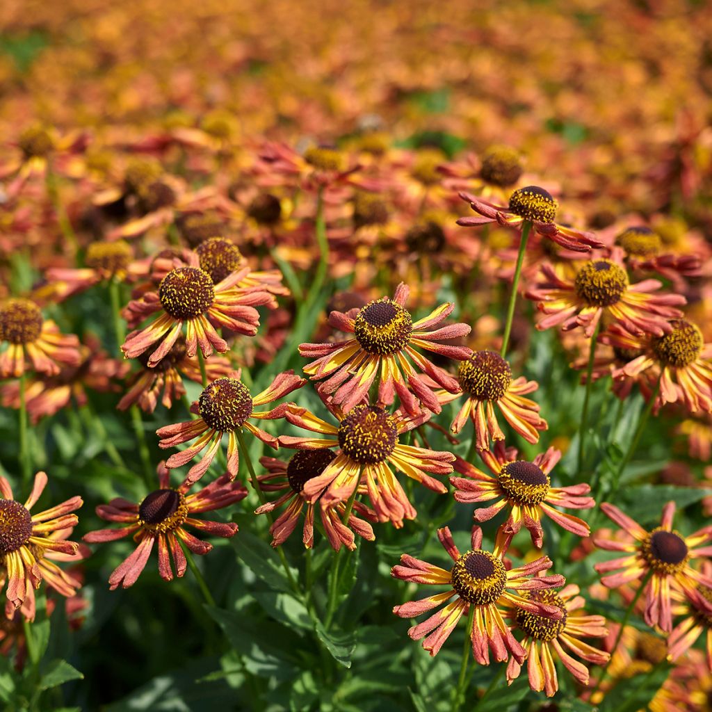 Helenium Loysder Wieck - Hélénie jaune à revers rouge-brun