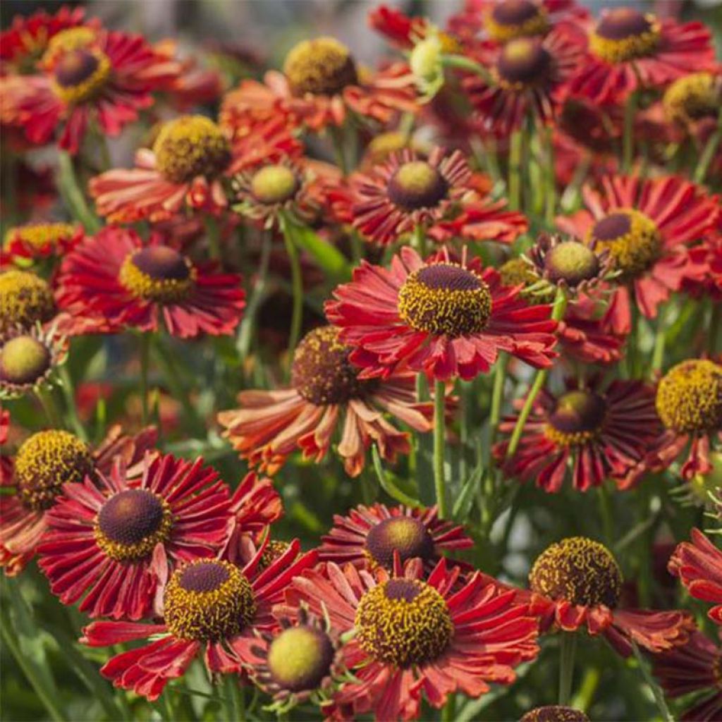 Helenium Ranchera - Hélénie rouge foncé.