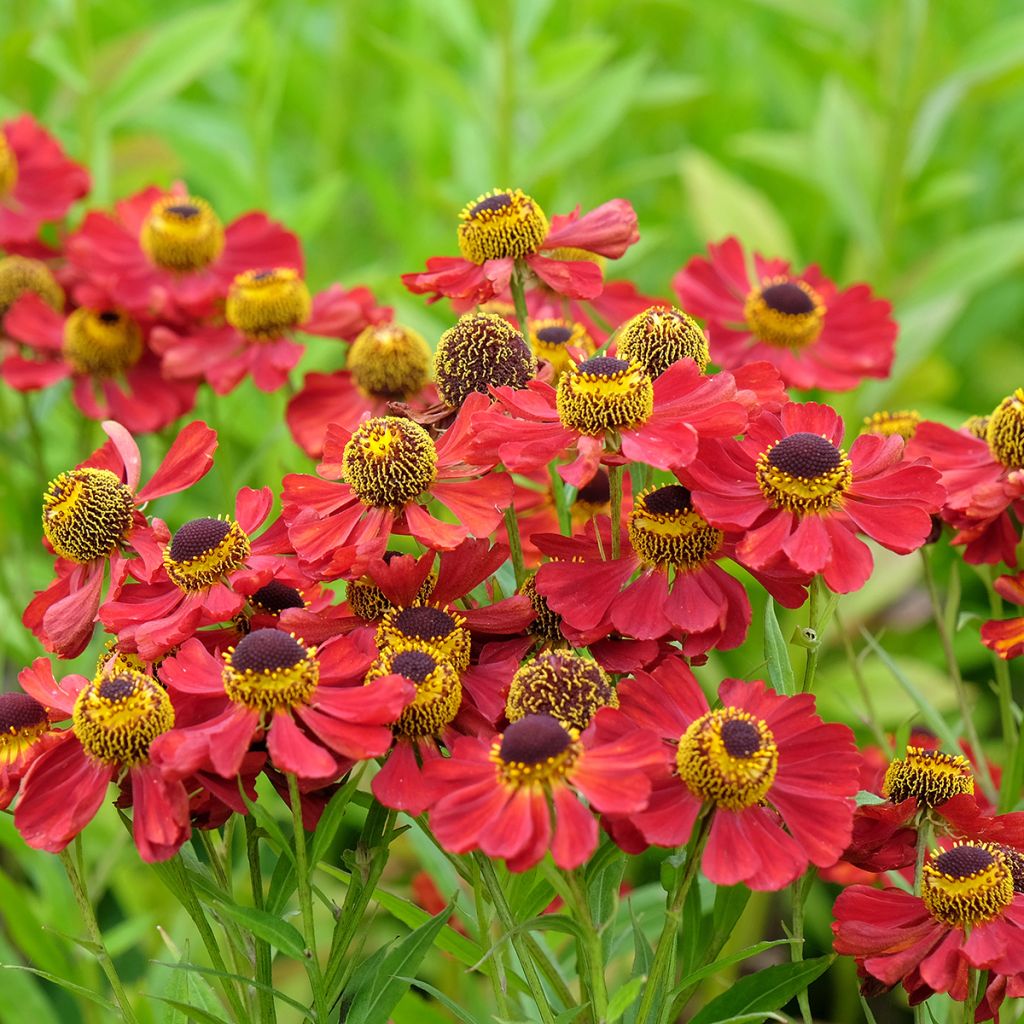 Helenium Red Jewel - Hélénie hybride