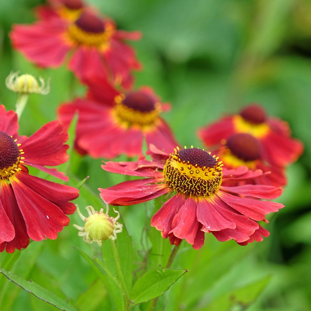 Helenium Red Jewel - Hélénie hybride