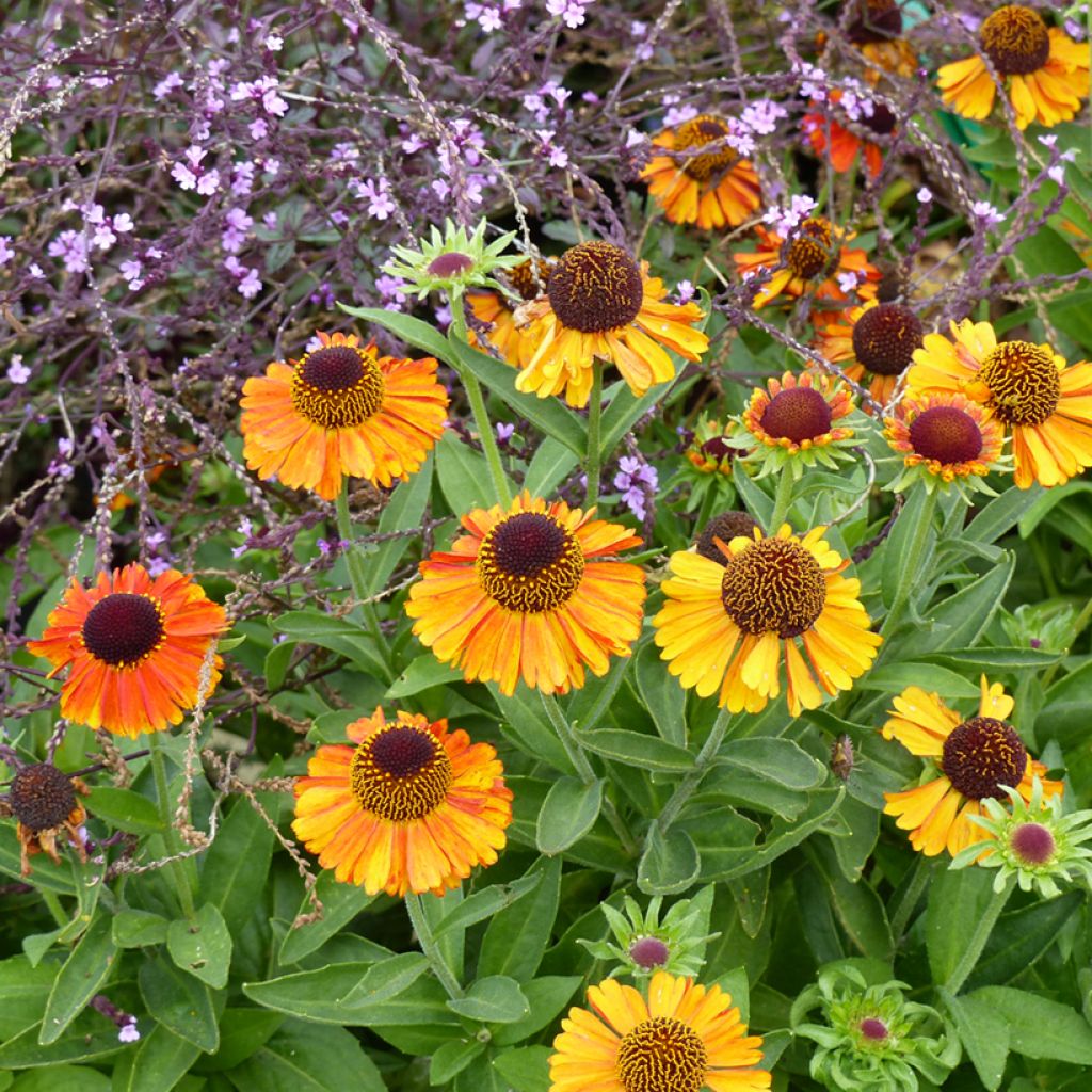 Helenium Short'n 'Sassy - Hélénie jaune orangé.