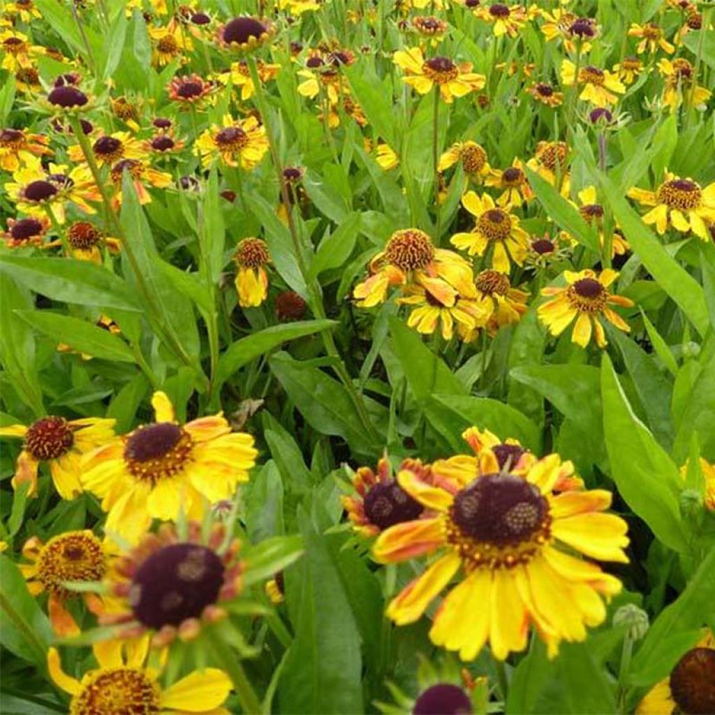 Helenium Windley - Hélénie jaune-orangé.