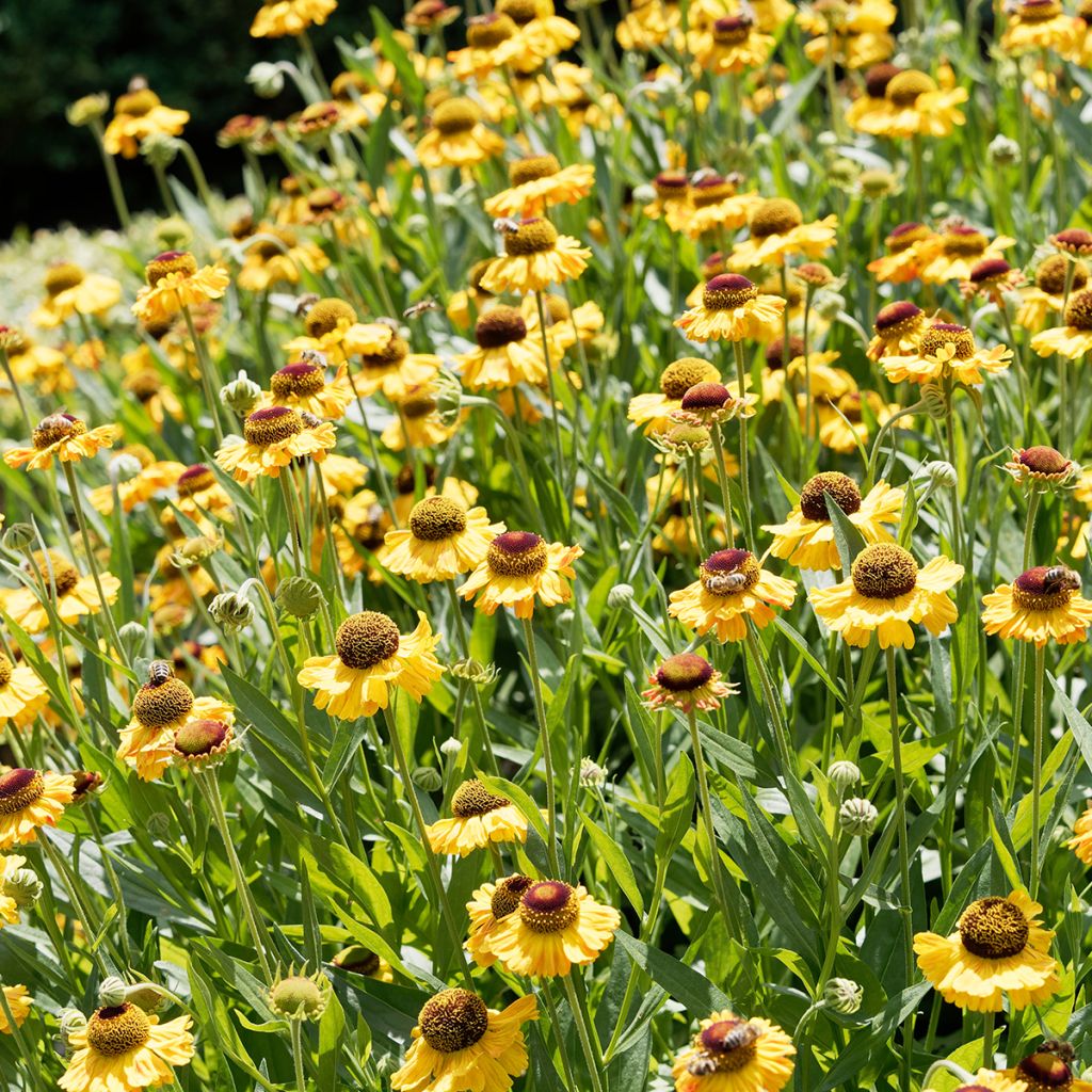 Helenium Windley - Hélénie jaune-orangé.