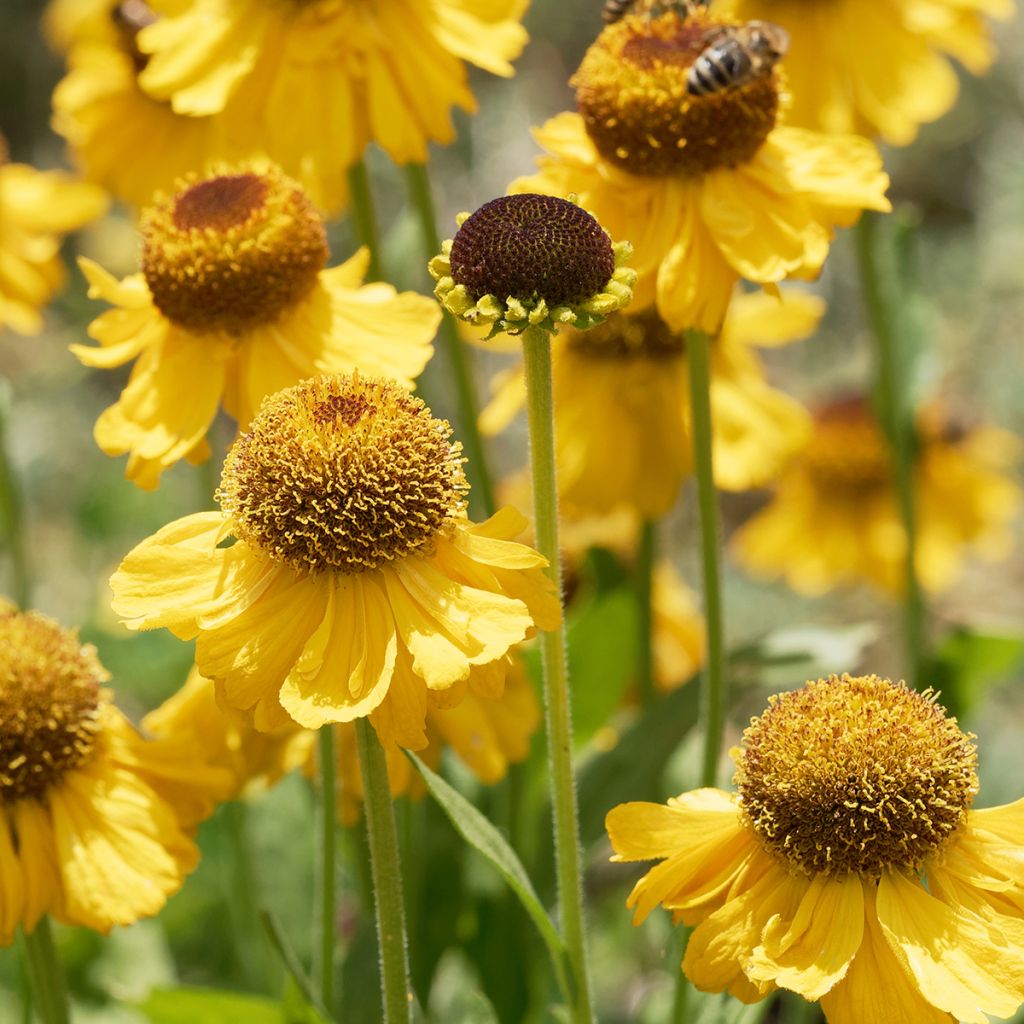 Helenium Windley - Hélénie jaune-orangé.