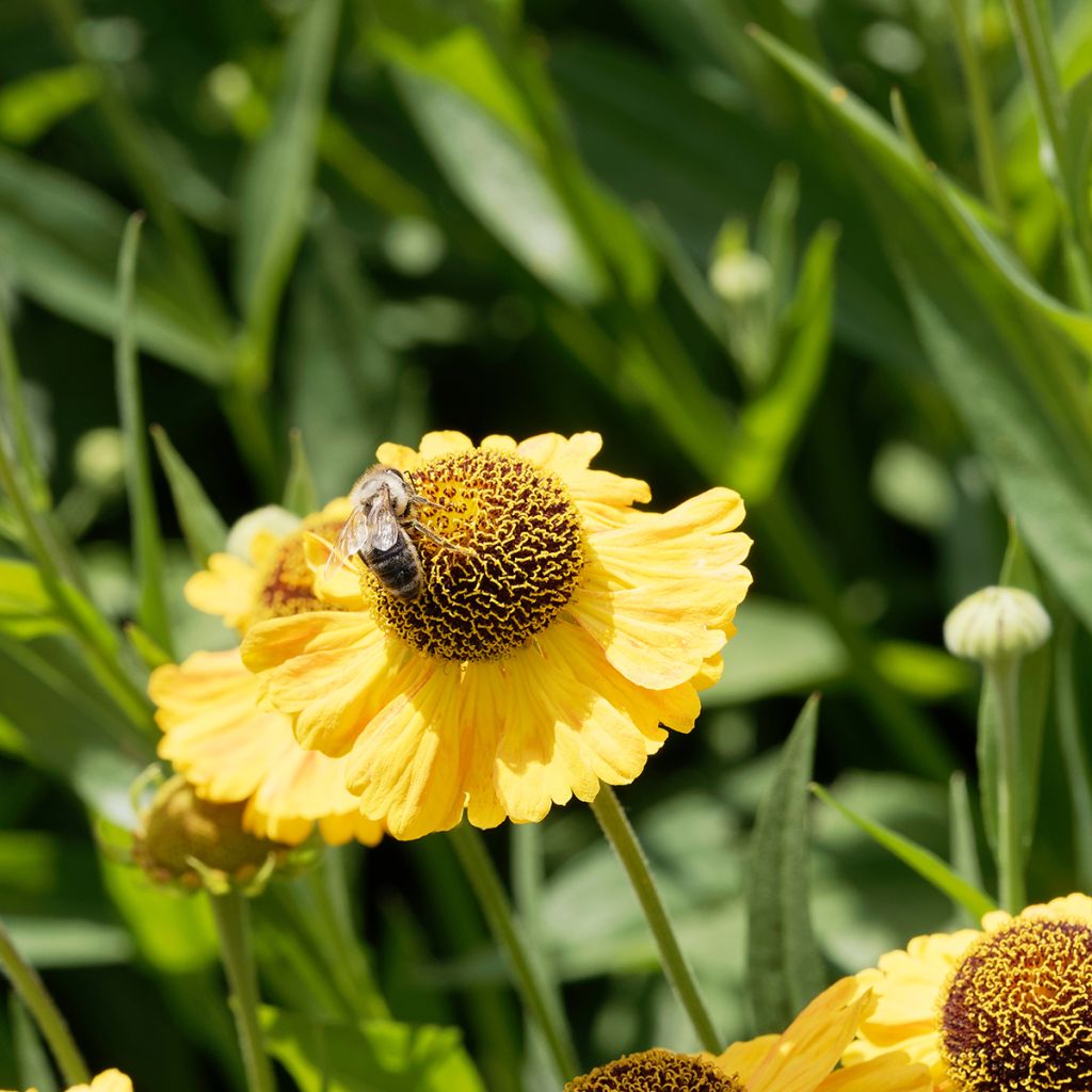 Helenium Windley - Hélénie jaune-orangé.