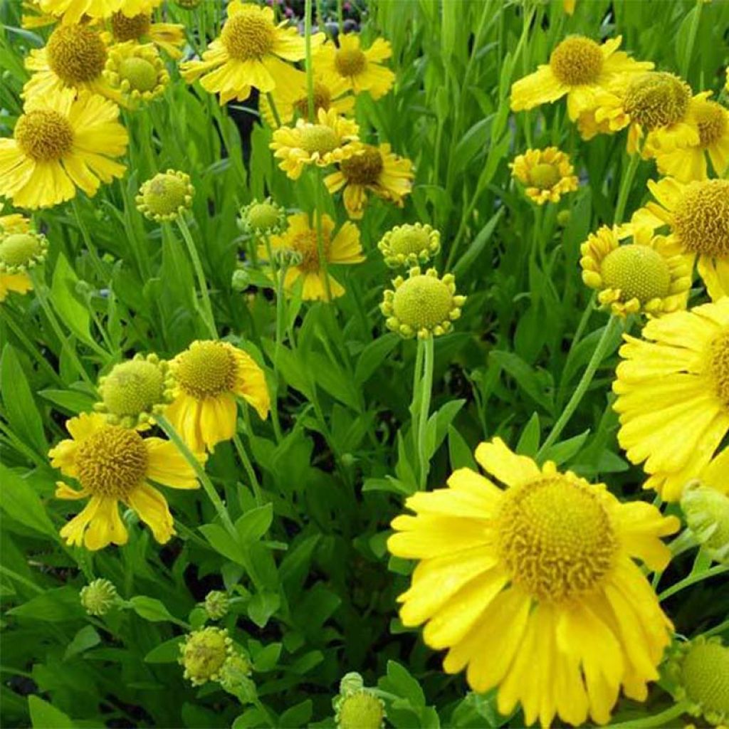 Helenium autumnale Pumilum Magnificum - Hélénie d'automne