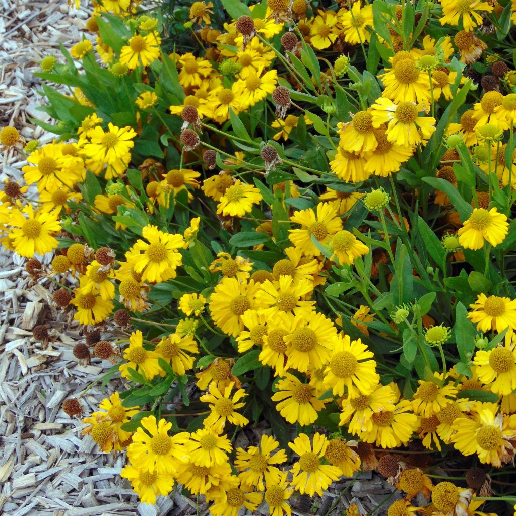 Helenium autumnale Pumilum Magnificum - Hélénie d'automne