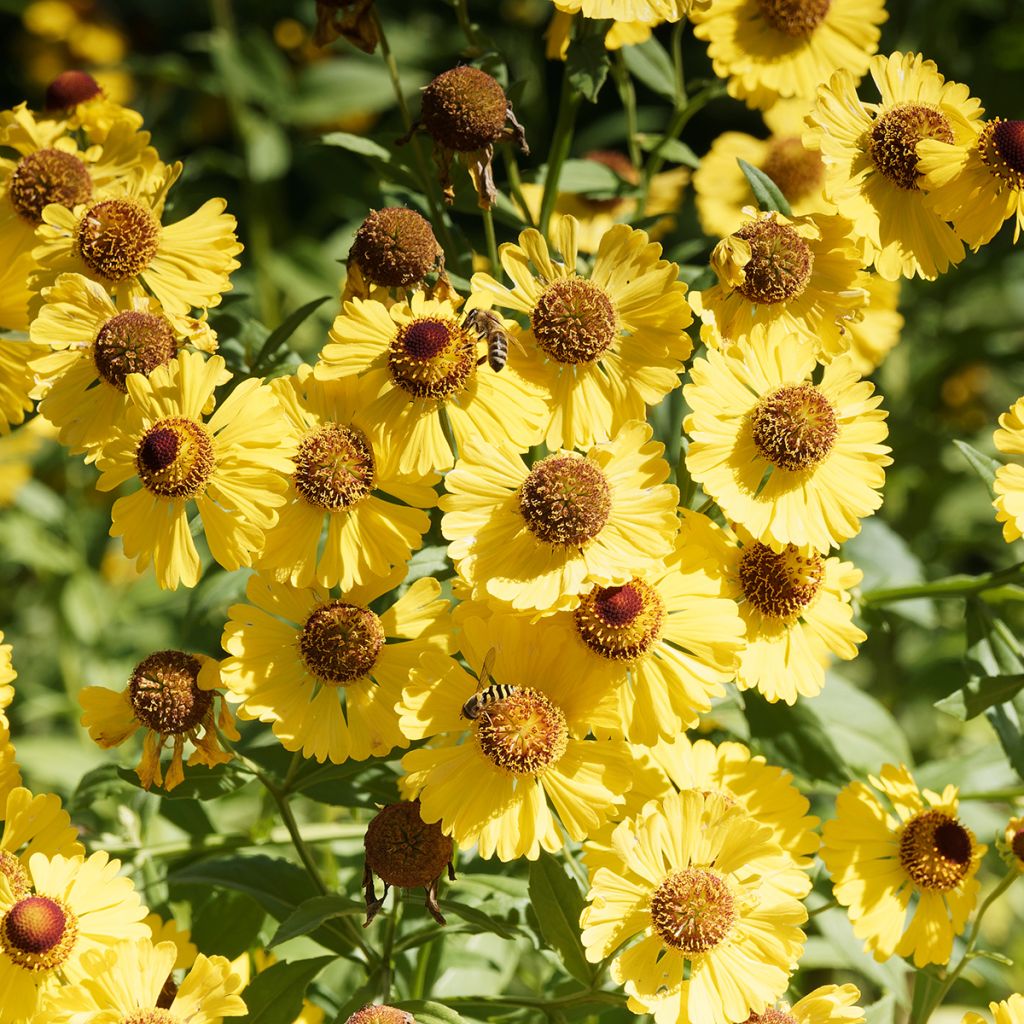 Helenium autumnale Pumilum Magnificum - Hélénie d'automne