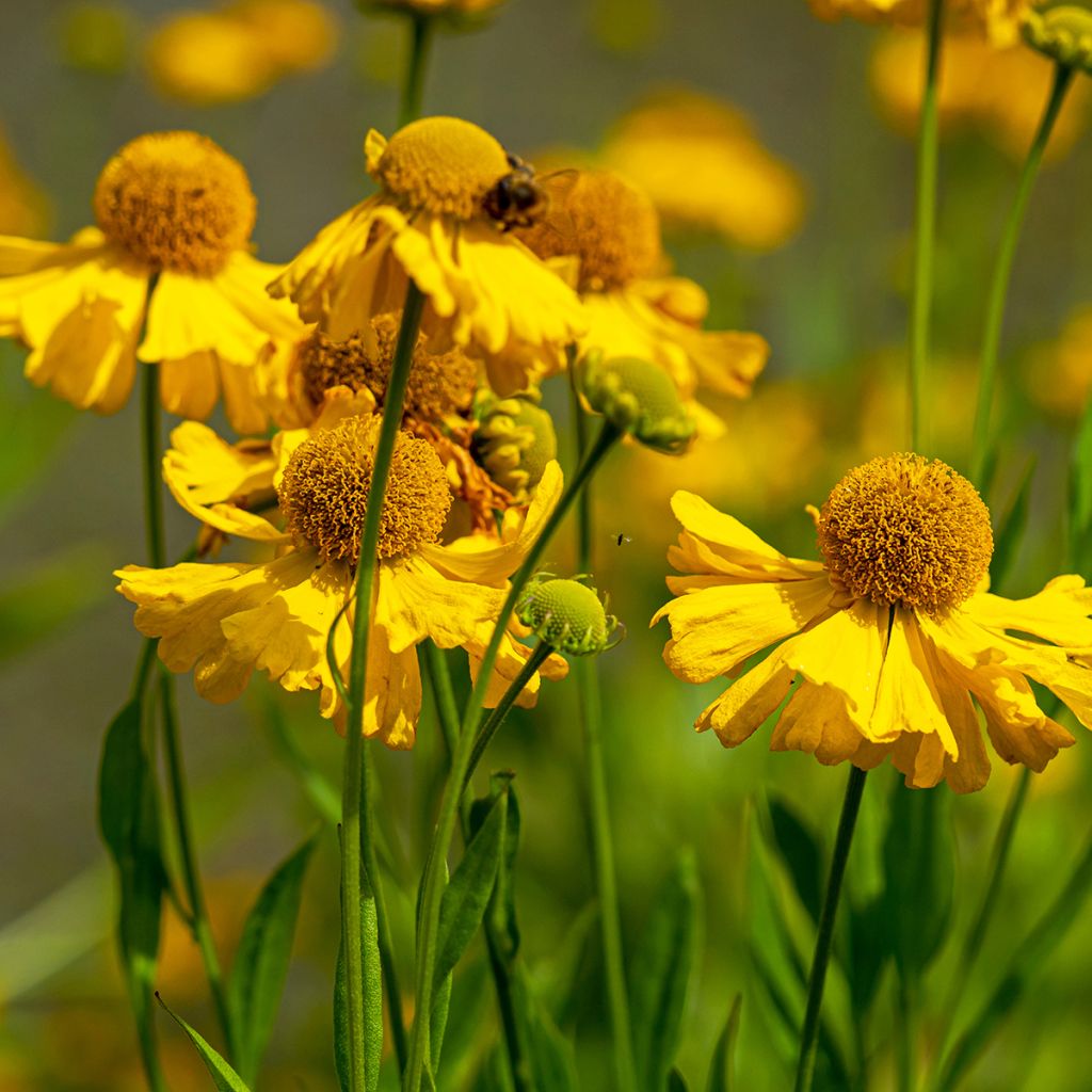 Helenium autumnale Pumilum Magnificum - Hélénie d'automne